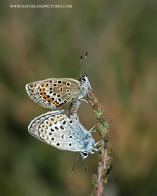 silver studded blue butterfly-4.jpg - SILVER STUDDED BLUES - IPING HEATH - WEST SUSSEX - 24.6.06